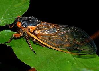 Hemiptera