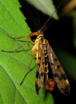Mecoptera