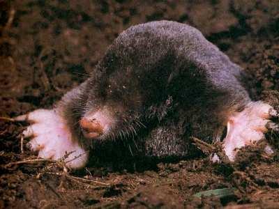 Vertebrata