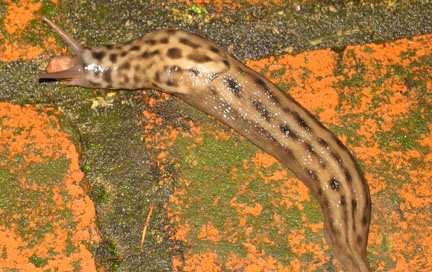 Limax