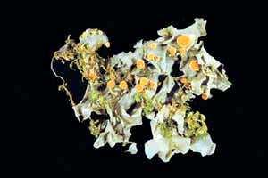 Euchondrus desertorum