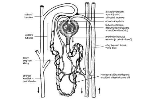 Obrázek 1: Stavba nefronu. Převzato z (Merkunová, 2008, str. 167). Glomerulus je tvořen klubíčkem krevních kapilár s přívodní (aferentní) a menší odvodní (eferentní) arteriolou.