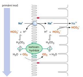 Tento mechanismus je velmi důležitý pro vznik a disociaci kyseliny uhličité. Obrázek 4 : Zpětná resorpce HCO 3 - v proximálním tubulu (karboanhydrázový mechanismus).