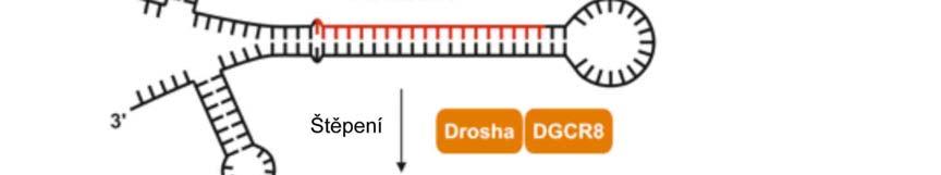 Obrázek 1: Biogeneze a biologická funkce mirna. diferenciace a přechodů mezi jednotlivými vývojovými stádii těchto živočichů. Inaktivace lin-4 u C.