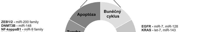 Obrázek 2: MiRNA deregulované v