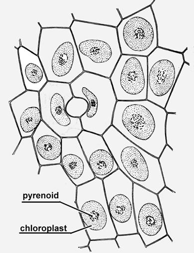 [podle Parihara upraveno] Mimo sinic byla uvnitř stélek hlevíků zaznamenána také přítomnost houbových vláken, což naznačuje jejich symbiotický vztah i s endogenními houbami. 3.