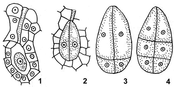 6. Samčí pohlavní buňky jsou dvoubičíkaté (biciliátní spermatozoidy) a schopné pohybu. 7. První dělení zygoty je podélné (na rozdíl od příčného dělení u všech ostatních mechorostů). Obr.