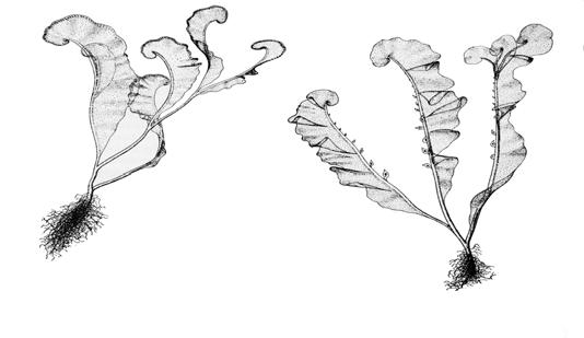 Obr. 18: Rostlinky rodu Riella jsou typické frondózní, silně laločnatou stélkou vázanou nejčastěji na vodní prostředí.