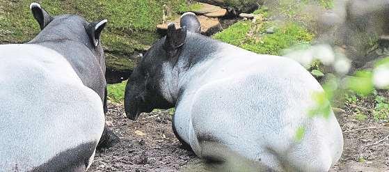 16 1. září 2017 Náš kraj ÚSPĚŠNÝ ODCHOV SUPŮ Zlínské zoo se letos podařilo odchovat rovnou devět mláďat supů.