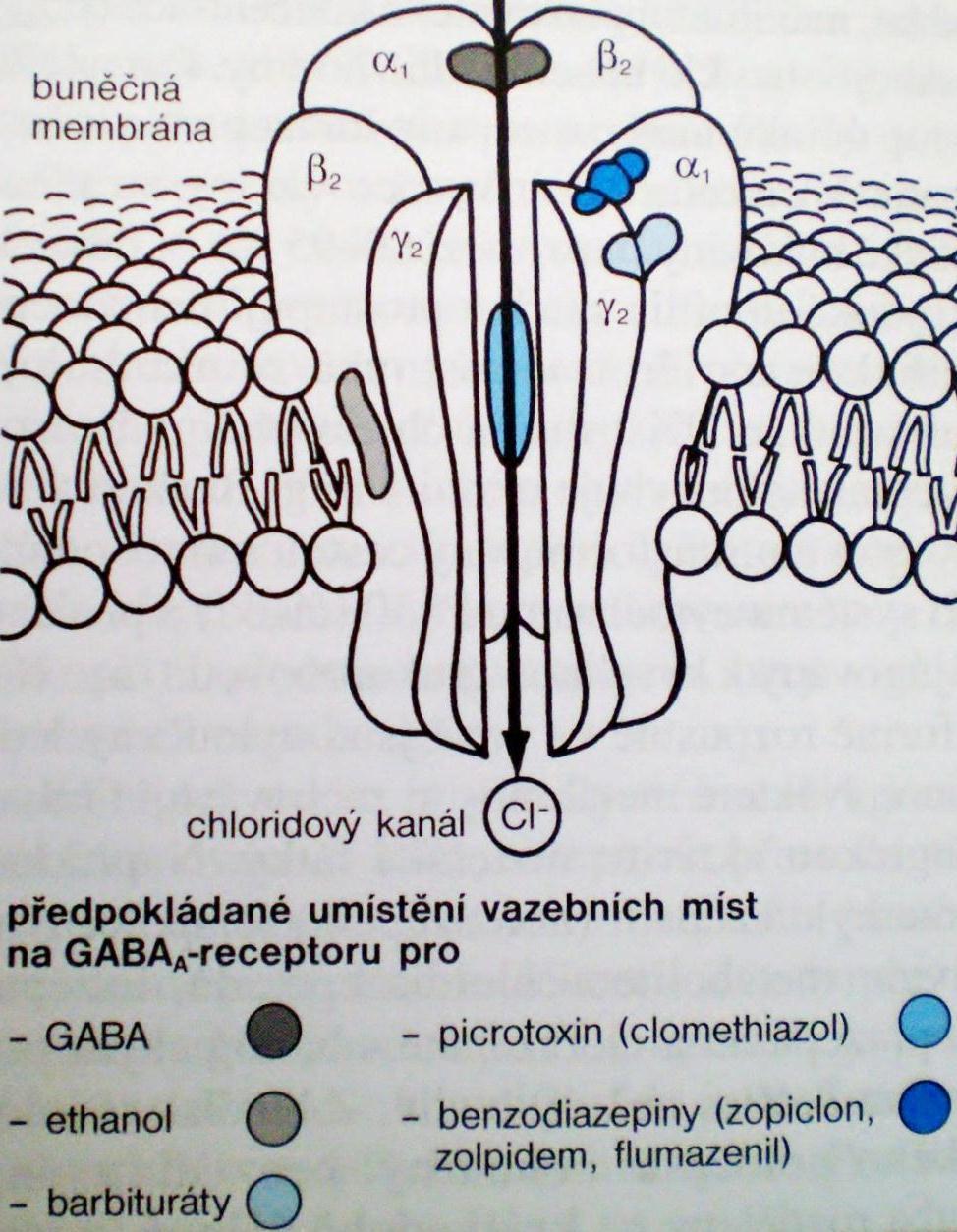 myorelaxačních a protikřečových (podrobnější informace lze nalézt v citované