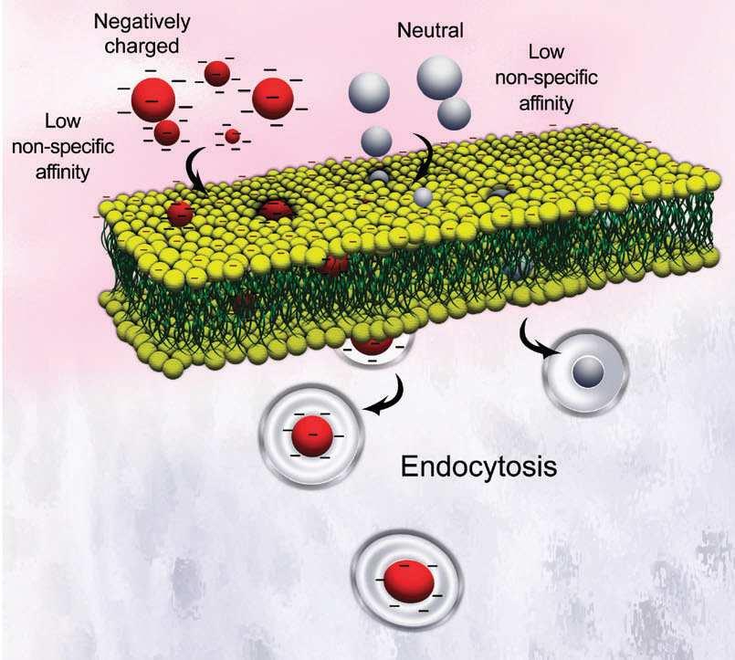 PŘESTUP NPs DO INTRACELULÁRNÍHO PROSTORU Záporně nabité