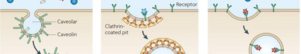 Klathrinem řízená endocytóza ( 120 nm) e) Na klathrinu