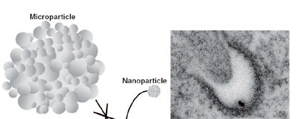 PŘESTUP NPs DO INTRACELULÁRNÍHO PROSTORU Aglomerát - mikročástice Nanočástice Buněčná
