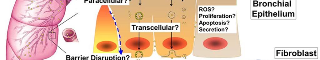 Porušení bariéry? Transcelulárně? ROS? Proliferace?