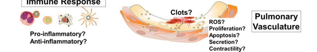 Prot-zánětlivá? Sraženiny? ROS? Proliferace?