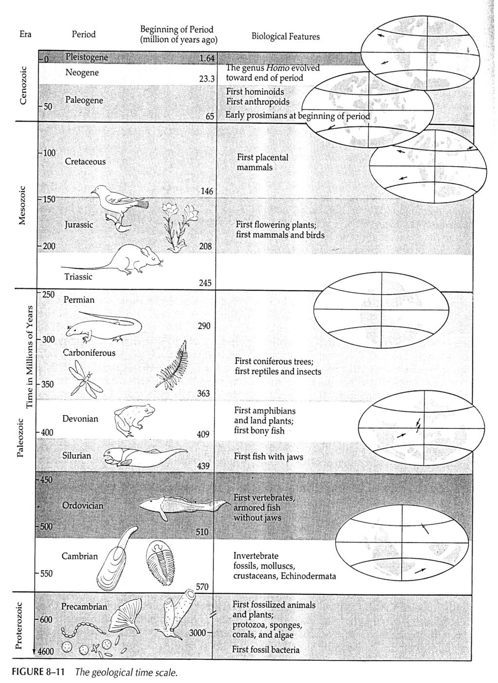 paleozoikum Evoluce člověka