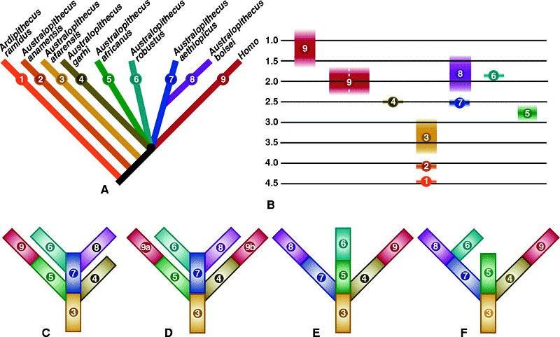 Rozdíl mezi klastrovými diagramy a vývojovými schématy (evolučními stromy). Klastrový diagram, také zvaný kladogram, více vyjadřuje mezidruhové vztahy a je zaloţen na analýze znaků.