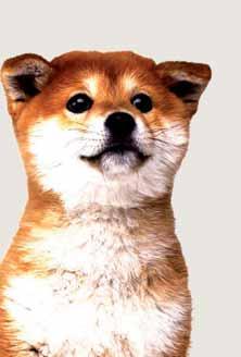 Možnosti jsou opravdu široké a jediný rozdíl mezi hrou a opravdovým psem je fakt, že svoje Nintendo DS můžete vypnout. Jinak ale takřka nepoznáte rozdíl mezi virtuálním a živým štěňátkem.