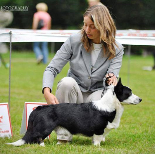 ARTUSH ROYAL CORGIS BOJ,