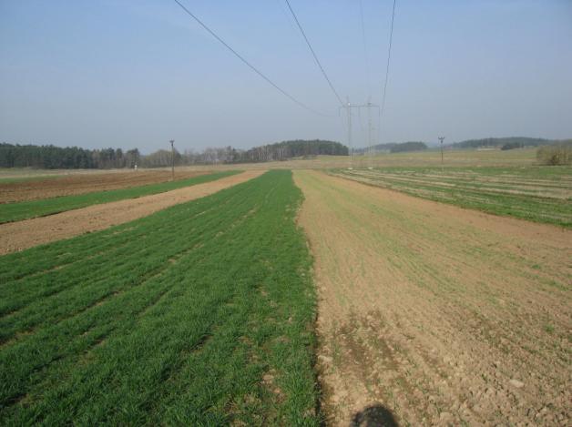 svatojánského trsnatého srpen, 2015