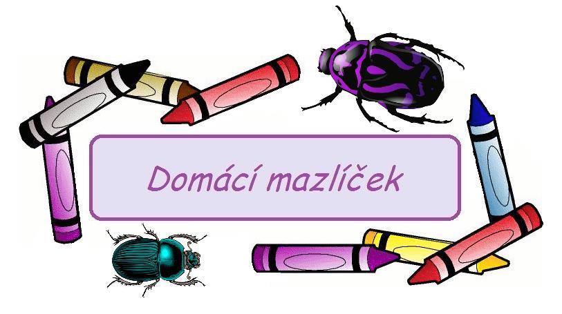 Hned jsem je objednával. Proč jste se rozhodl chovat právě brouky? Jsou relativně nenároční samozřejmě záleží na druhu.