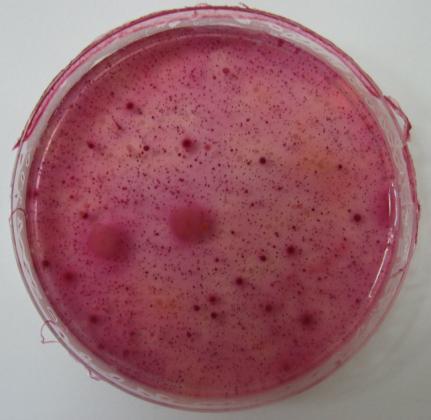 3 Psychrotrofní mikroorganismy Koliformní bakterie byla