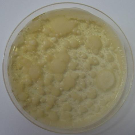 Plísně a kvasinky byl pouţit Chloramphenicol Glucose Agar. Inkubace trvala 120 hodin při 25 C. Obr. 6 Plísně a kvasinky 4.