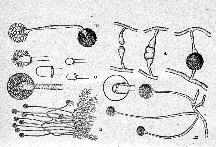 Mucor mucedo (plíseň hlavičková) a, b