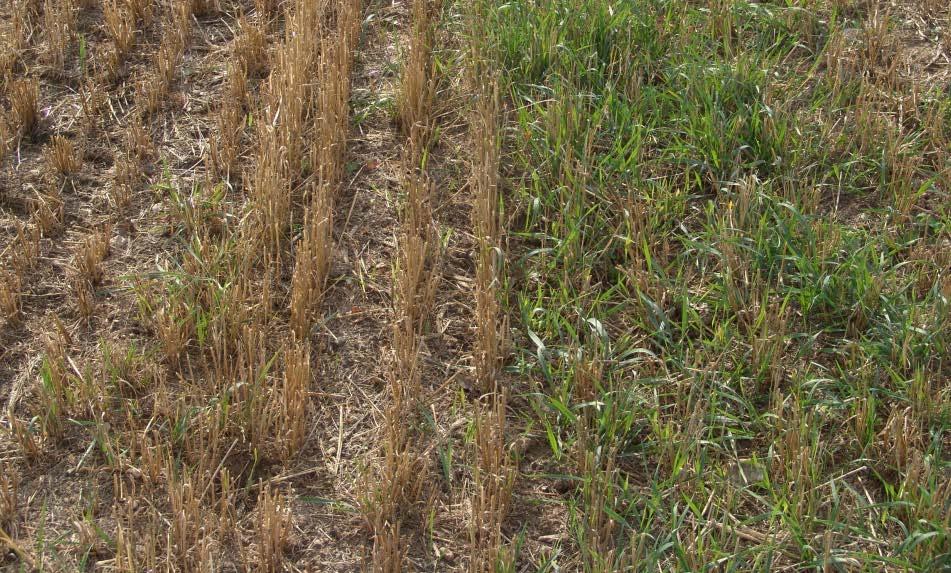 v posledních letech ústup Pýr plazivý velmi citlivý ke glyphosate velmi efektivní jsou
