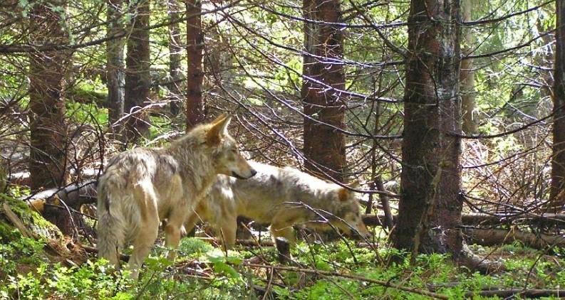 Jizerské hory vlk a les VLK - vrcholný predátor s přirozenou funkcí regulátora stavu kopytníků má schopnost existovat v jakýchkoli biotopech Evropy, tj.