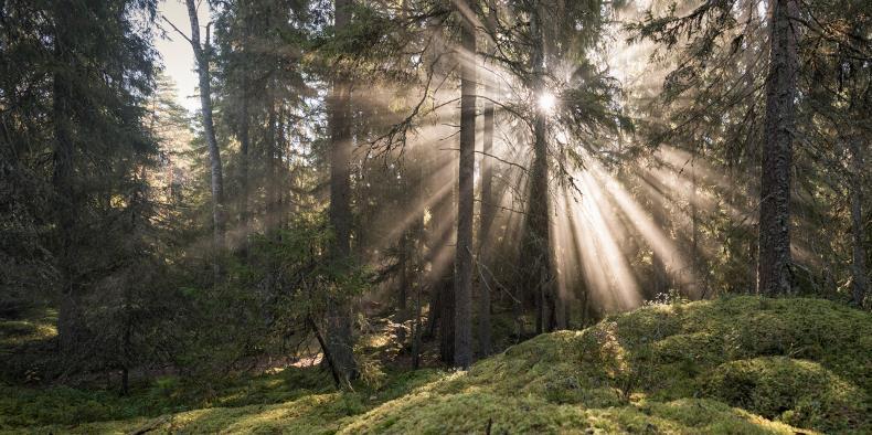 let před dneškem) hory kompletně zalesněny, vytváří se vegetační stupně dnešního typu, v nížinách