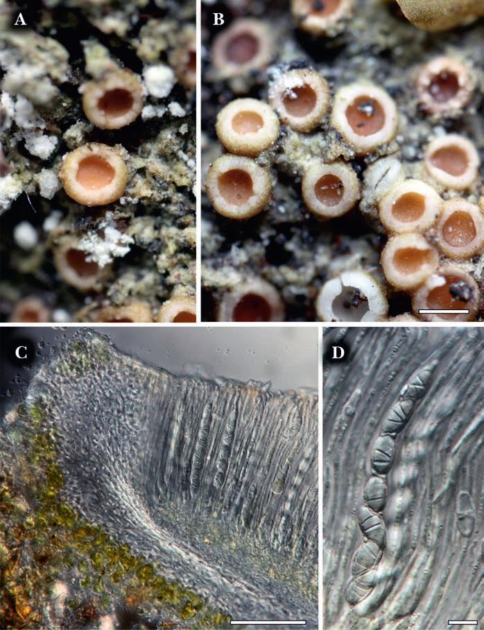 OBRAZOVÁ PŘÍLOHA I. 1. Foto k článku Lišejníky zaznamenané v Moravském krasu v dubnu 2015 Obr. 1. [Fig. 1.] Gyalecta geoica (JH12156), Rudické propadání, na mechu, 30. 9. 2011, foto J.