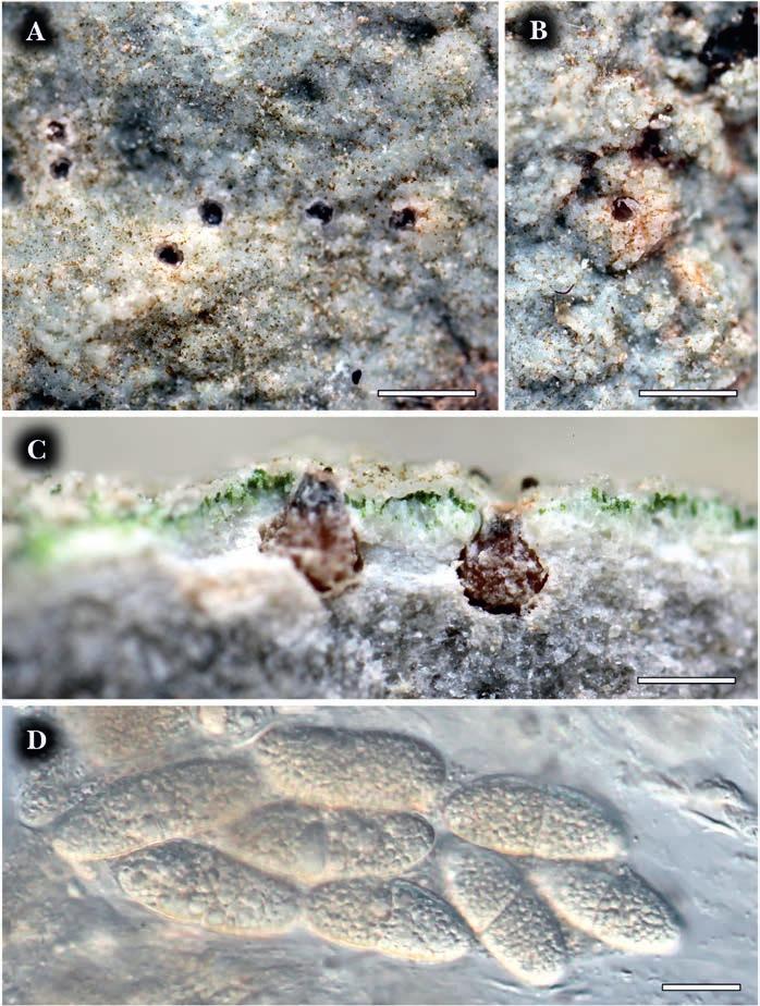 OBRAZOVÁ PŘÍLOHA III. Obr. 3. [Fig. 3.] Thelidium dionantense (ZP19457), Pustý žleb, zastíněné vápencové stěny, 17. 4. 2015, foto J.