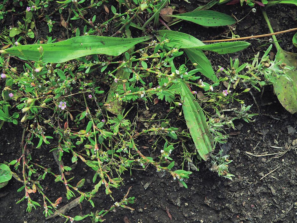 Vegetace jednoletých vlhkomilných bylin (Isoëto-Nano-Juncetea) ději i osévány směsmi jetelovin a přepásány (Šusta 1995).
