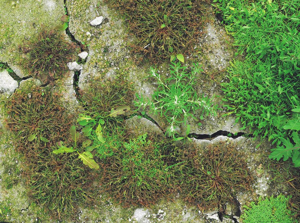 Vegetace jednoletých vlhkomilných bylin (Isoëto-Nano-Juncetea) Obr. 160. Polygono-Eleocharitetum ovatae.