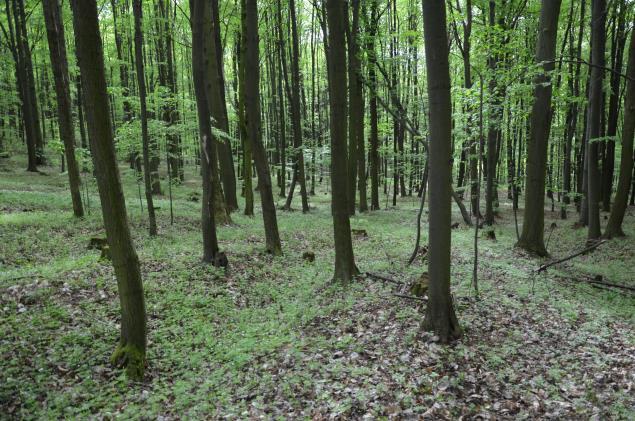 tam, kde má menší spád nebo kde se rozšiřuje říční koryto (Smolová, I., Vítek, J., 2007). Lokalita výskytu břehové nátrže a štěrkové lavice je podrobněji popsána v kapitole 8.2. Koryto vodního toku Jako koryto je charakterizovaná část údolního dna, kterým protéká voda.