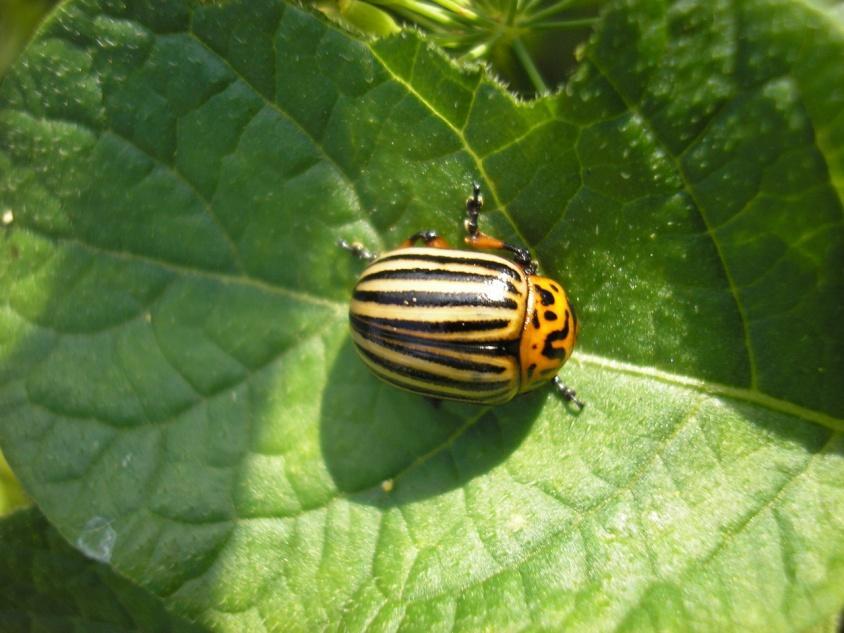 Fotografie 1: mandelinka bramborová (autor: Aneta Rejmanová, lokalita: Mladoboleslavsko) Solanum tuberosum (lilek brambor) Víceletá hlíznatá plodina z čeledi Solanaceae