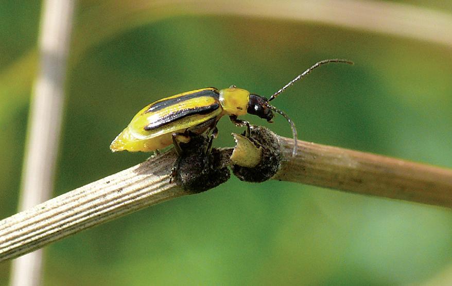 Diabrotica virgifera (bázlivec kukuřičný) Patří do skupiny Coleoptera (brouci), čeledi Chrysomelidae (mandelinkovití). Velikost těla kolem 5 mm, naţloutlé zbarvení s několika černými pruhy.