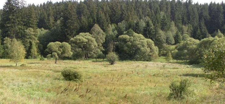 Potoční vrbiny Salix fragilis, S. purpurea, S. triandra, S. viminalis, S.