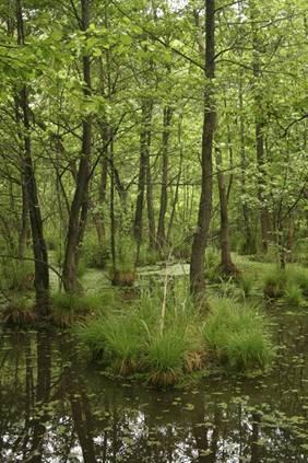 Mokřadní olšiny Alnus glutinosa, případně Betula pubescens Lesní vegetace mokrých, zbahnělých, až vodou přeplavených půd.