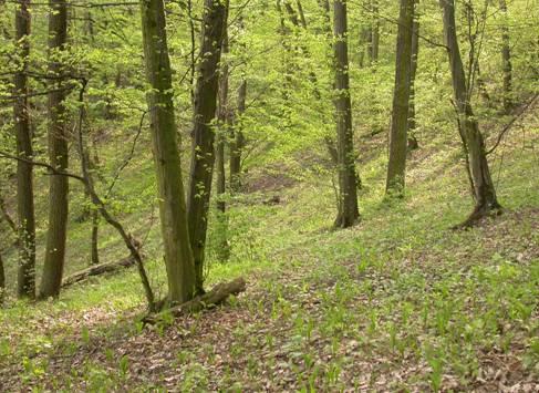 Dubohabřiny Quercus petraea, Q.