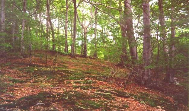 Kyselé bučiny a jedliny http://www.sci.muni.cz/botany/gallery Fagus sylvatica, Abies alba, Picea abies Bučiny a jedliny na bázemi chudých půdách od nižších poloh do hor.