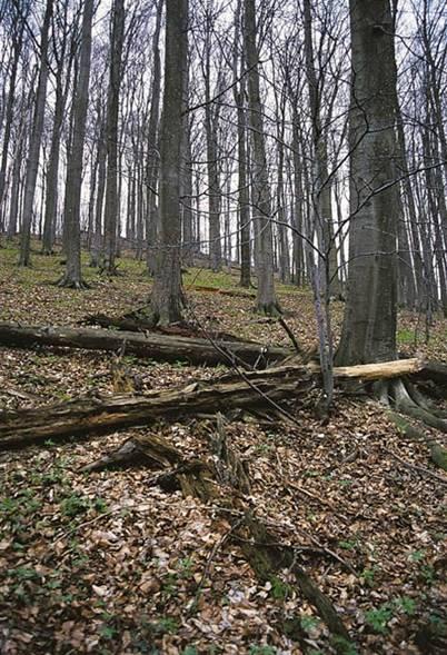 Květnaté bučiny a jedliny Fagus sylvatica, Abies alba, Picea abies, Acer pseudoplatanus Bučiny a jedliny živinami bohatších substrátů, v podrostu dominují eutrofní a mezotrofní lesní druhy, často