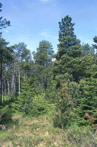 Rašelinné bory a smrčiny Pinus sylvestris, P. rotundata, P. mugo + kříženci, Picea abies, Betula pubescens Lesní rašeliniště od nížin do hor.