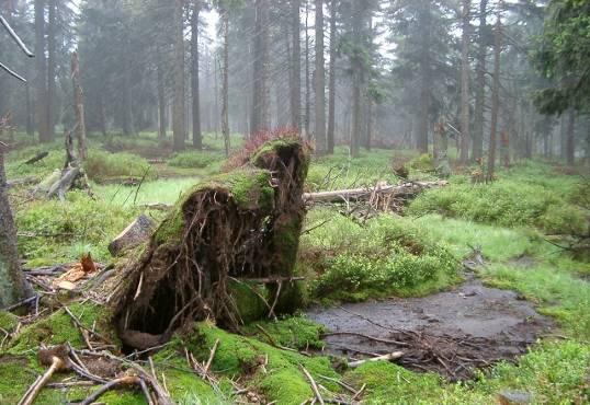 Podmáčené smrčiny Picea abies, Abies alba, Alnus glutinosa V podrostu dominují acidofilní trávy (Avenella flexuosa, Calamagrostis villosa) a keříčky (Vaccinium myrtillus, význačný je výskyt