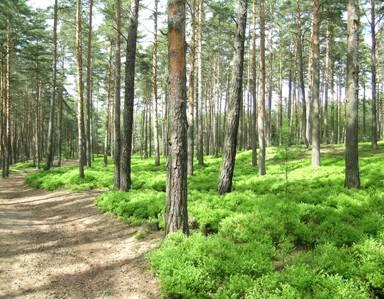 Kyselé bory Pinus sylvestris, Betula pendula, B.