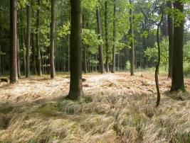 petraea, Quercus robur, Pinus sylvestris, Betula pendula, B.