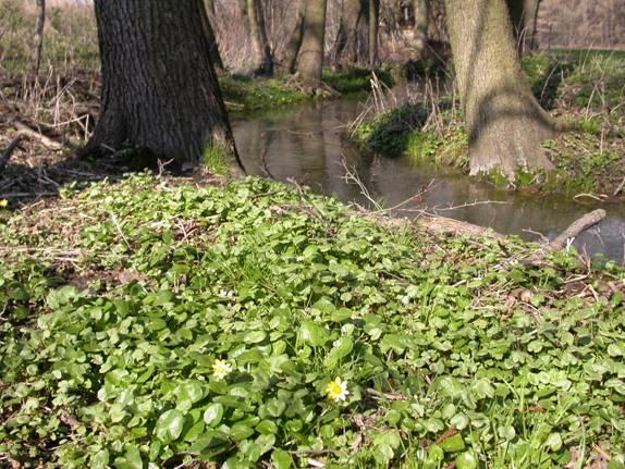 Potoční luhy Alnus glutinosa, A. incana, Padus padus, Fraxinus excelsior, Acer pseudoplatanus Vyskytují se vlhkomilné lesní druhy (Carex remota, C.