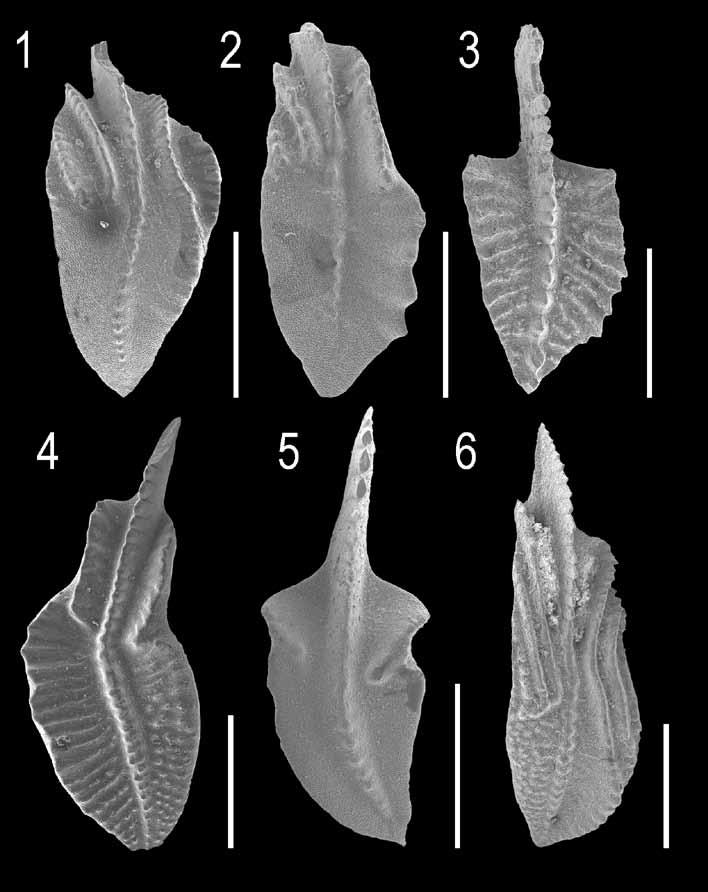 bryozoa, ichtyolity, radiolárie, trilobiti a foraminifery. Mezi konodonty převažovali zástupci rodů Polygnathus, Pseudopolygnathus a Siphonodella, méně častý byl rod Bispathodus.