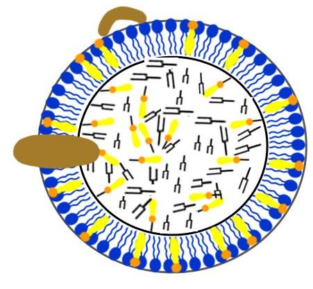 becná struktura lipoproteinu Apoproteiny Fosfolipidy Cholesterol